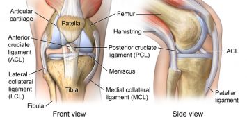 Anterior view of knee joint anatomy; 
AMuscsk_20140311_v3_001

SOURCE: AMuscsk_20140311_v3_001_Layers.psd; AMuscsk_20130821_v1_012_Layers.psd MOD from print image